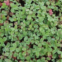 Sibbaldia procumbens 